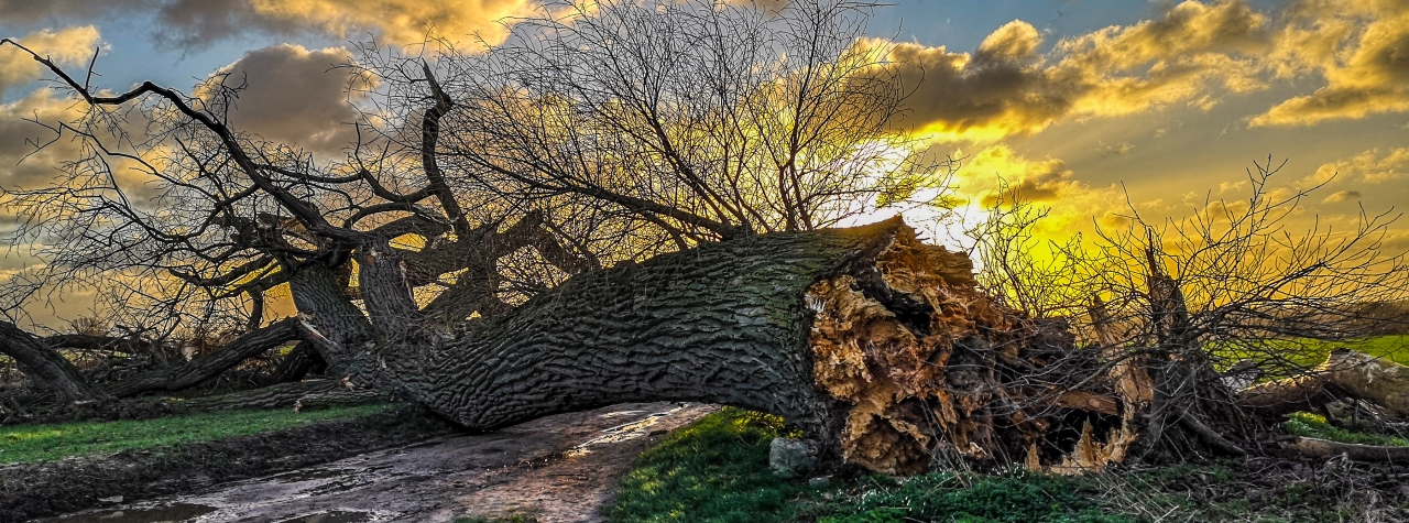omgevallen erfgoedboom bij zonsondergang