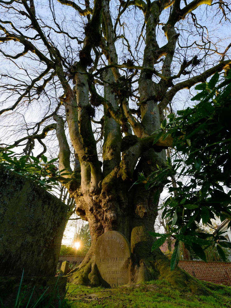 voorbeeld van een erfgoedboom