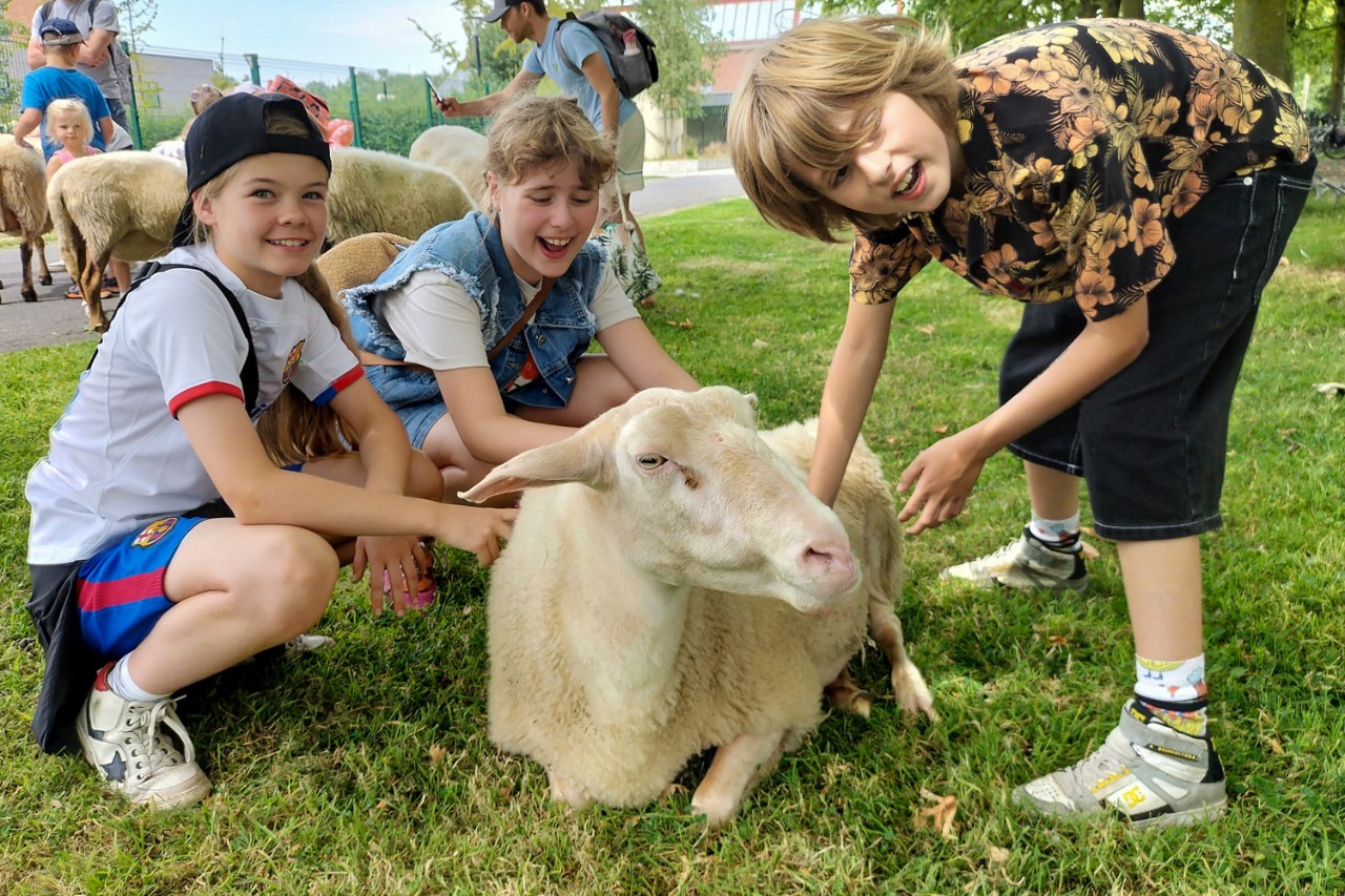 kinderen strelen schattige schapen in puyenbroeck