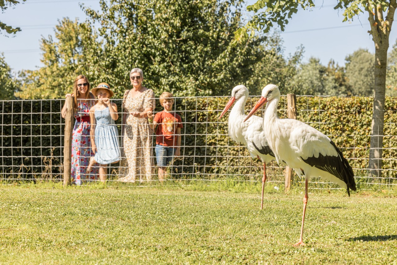 twee ooievaars in De Brielmeersen