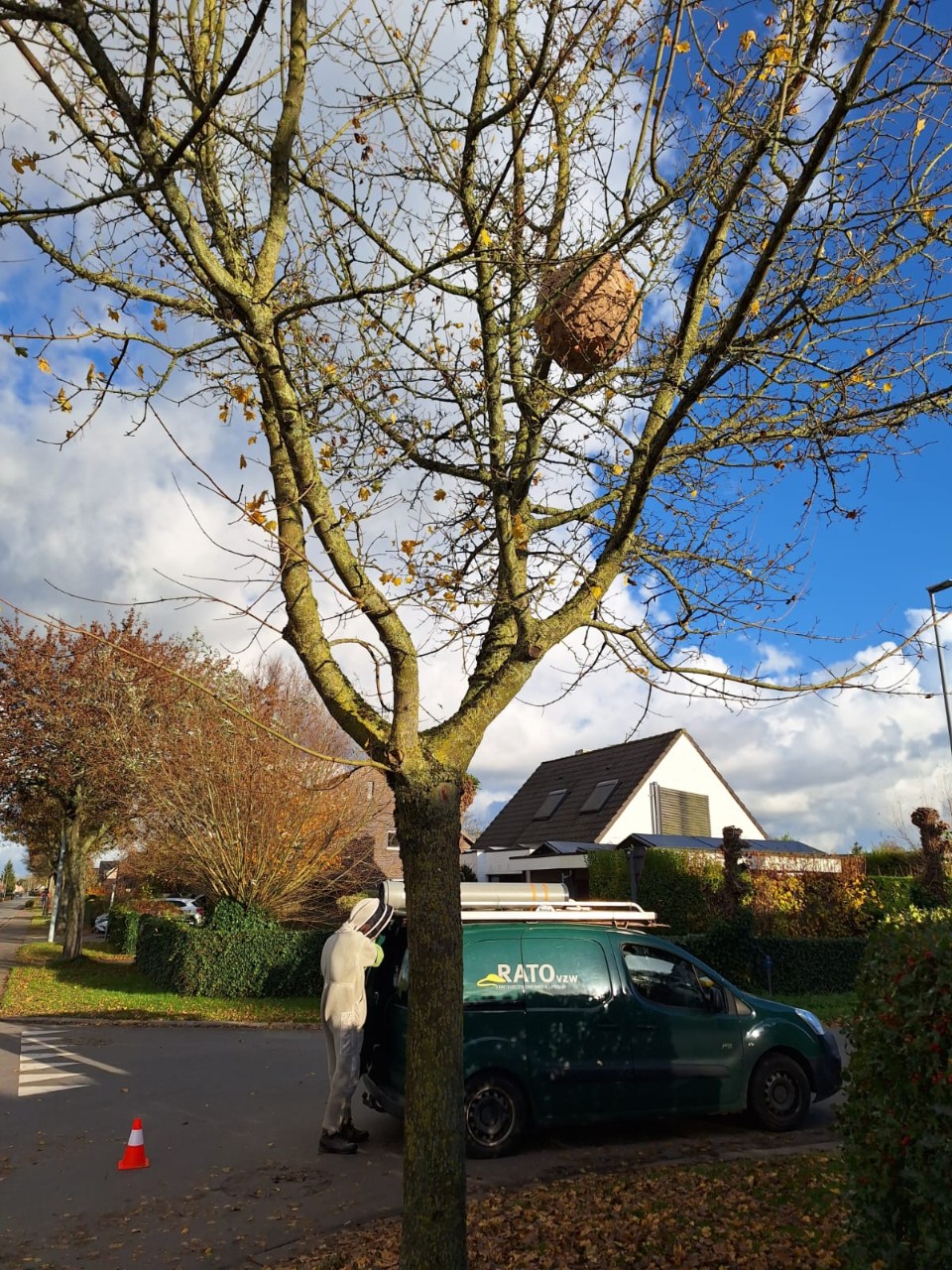 Het nest van de Aziatische hoornaar in een boom