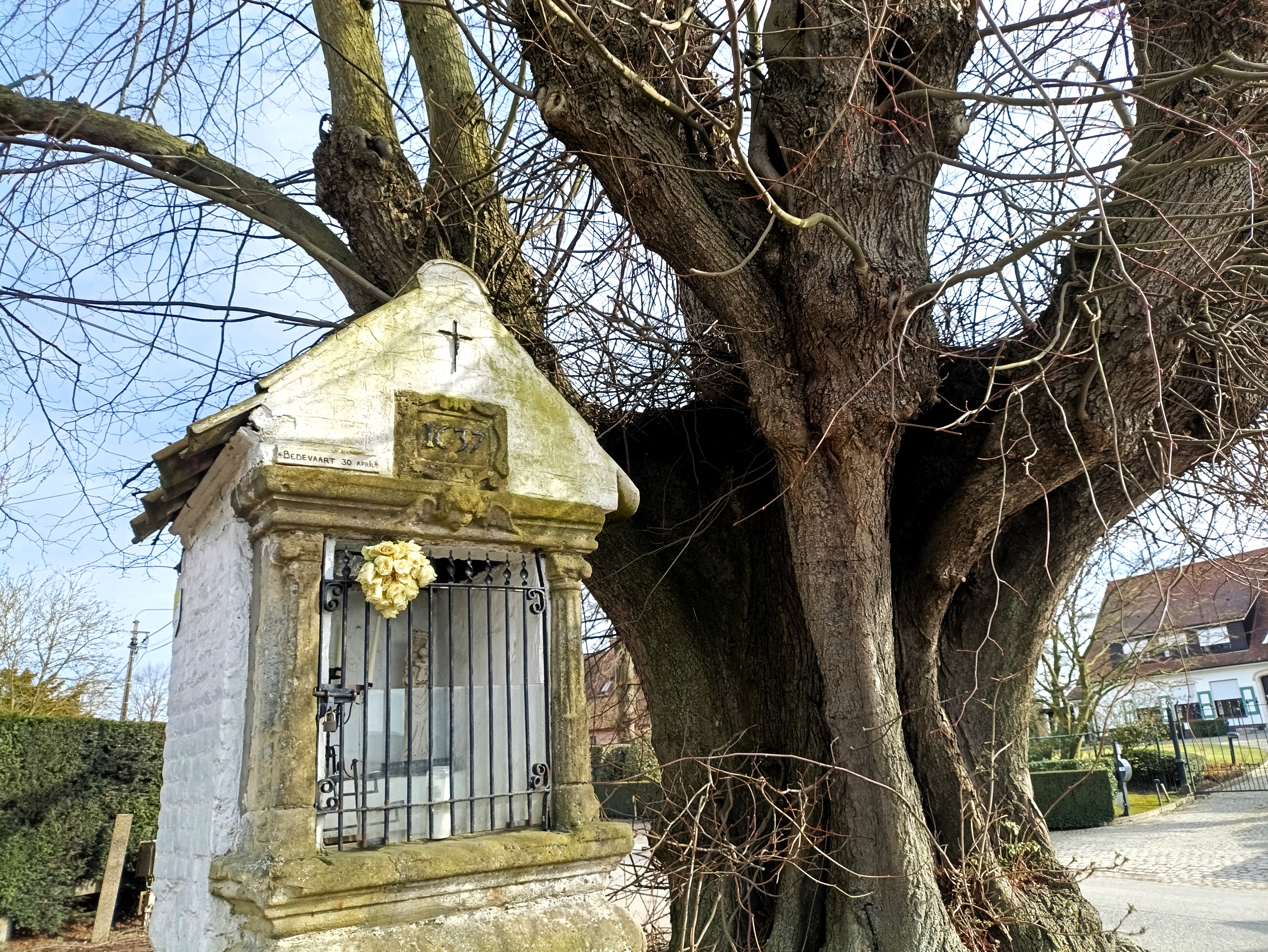 foto van Kapel met linde uit 1637, in Balegem